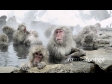 Japanese Snow Monkeys in Hot Springs 2970